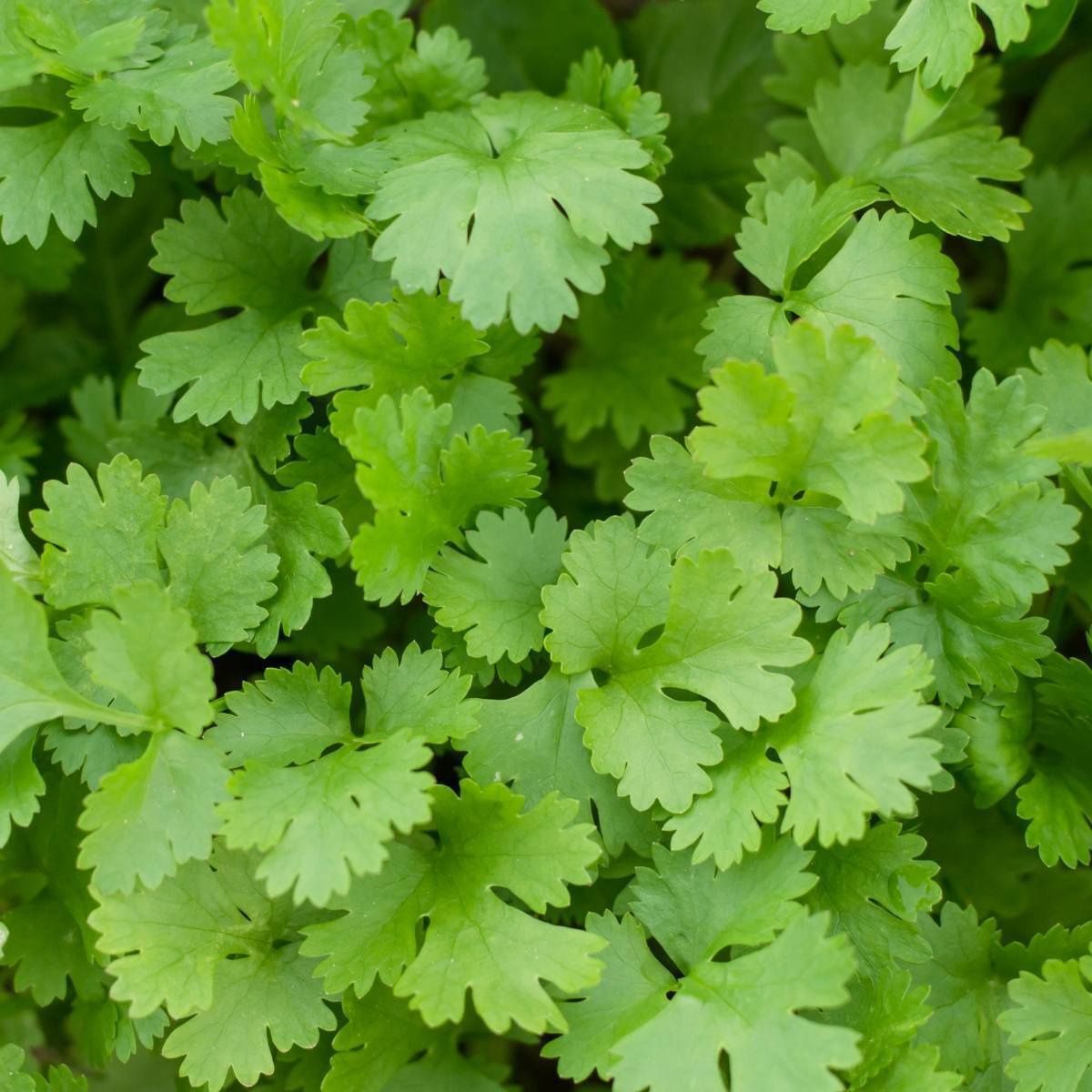 Coriander Slow Bolt