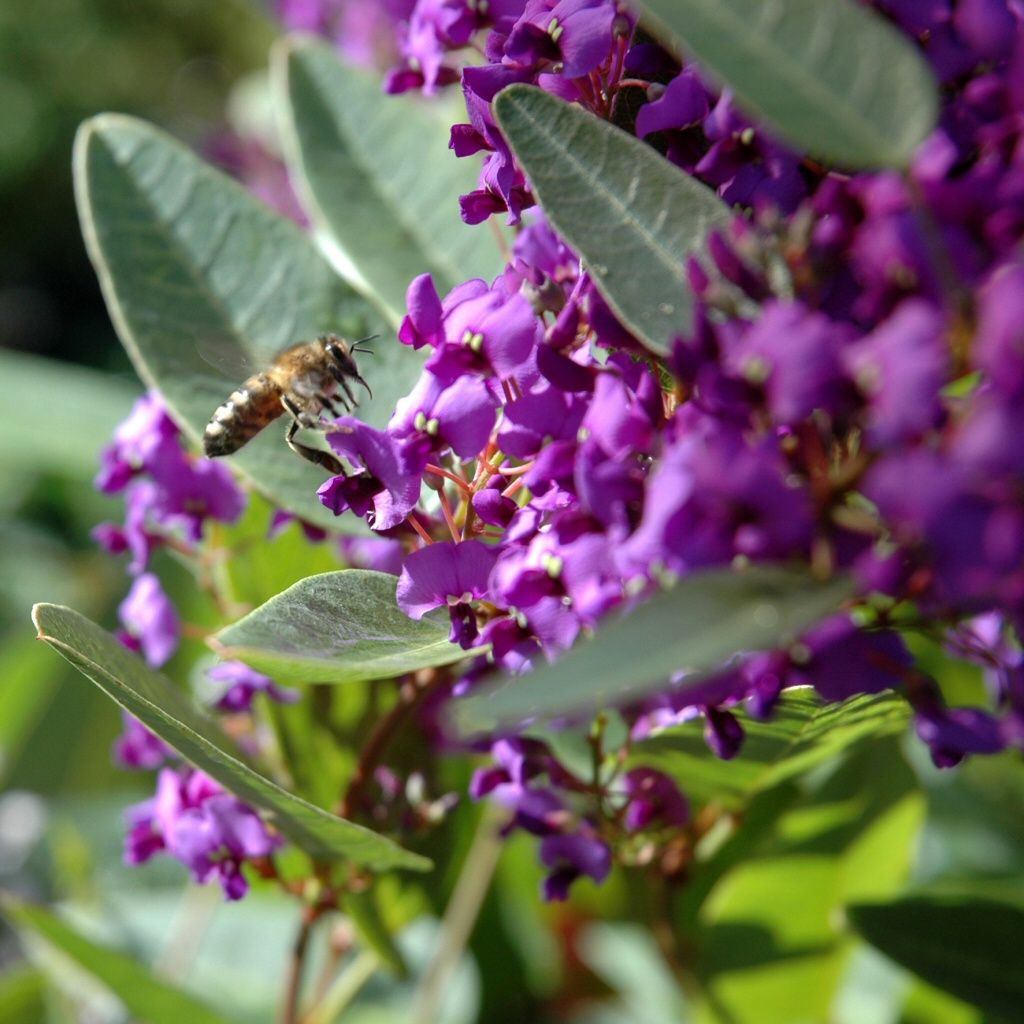 Hardenbergia Purple Spray