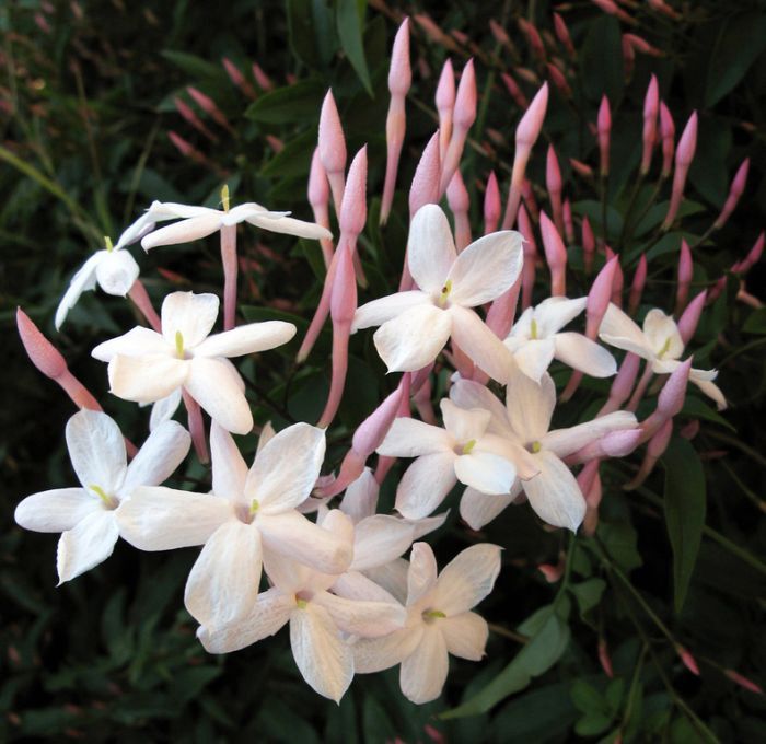 Jasminium Polyanthum 140mm