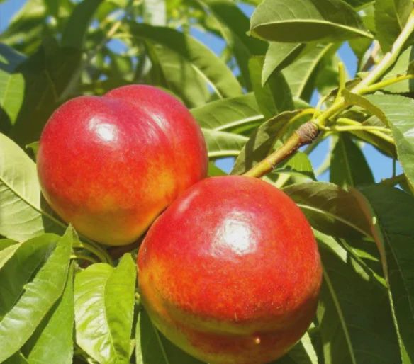 Nectarine Goldmine 10Lt