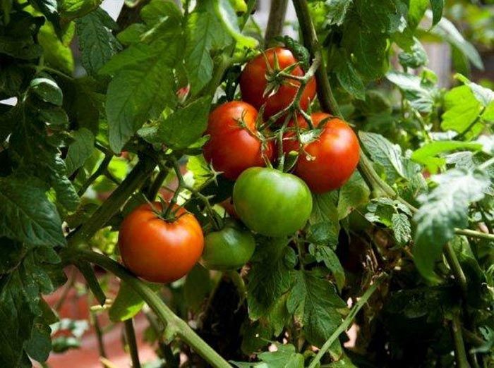 Tomato Apollo 100mm