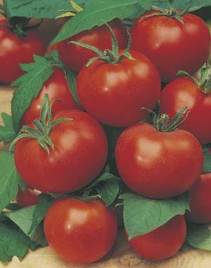 Tomato Gross Lisse 100mm