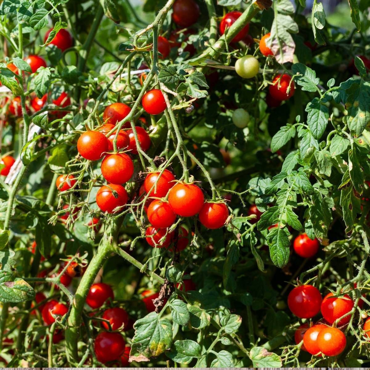 Tomato Tommy Toe 100mm