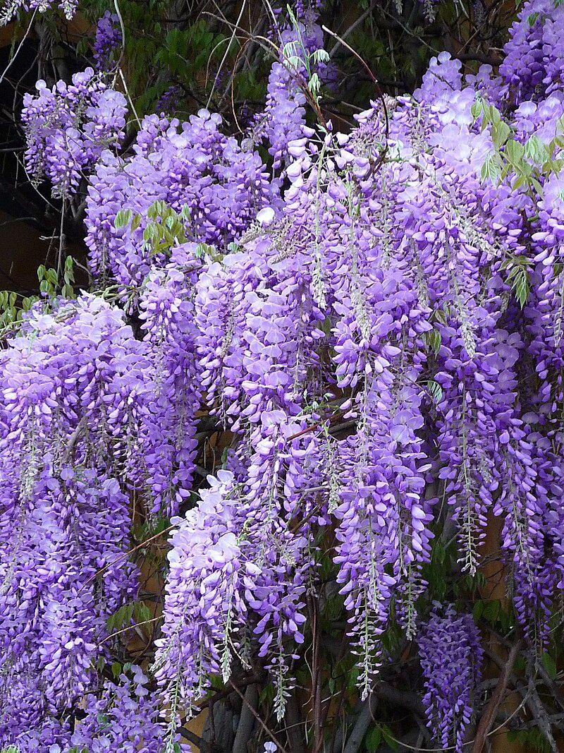 Wisteria 180mm