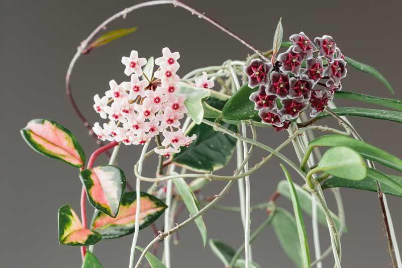 Hoya pubicalyx 140mm