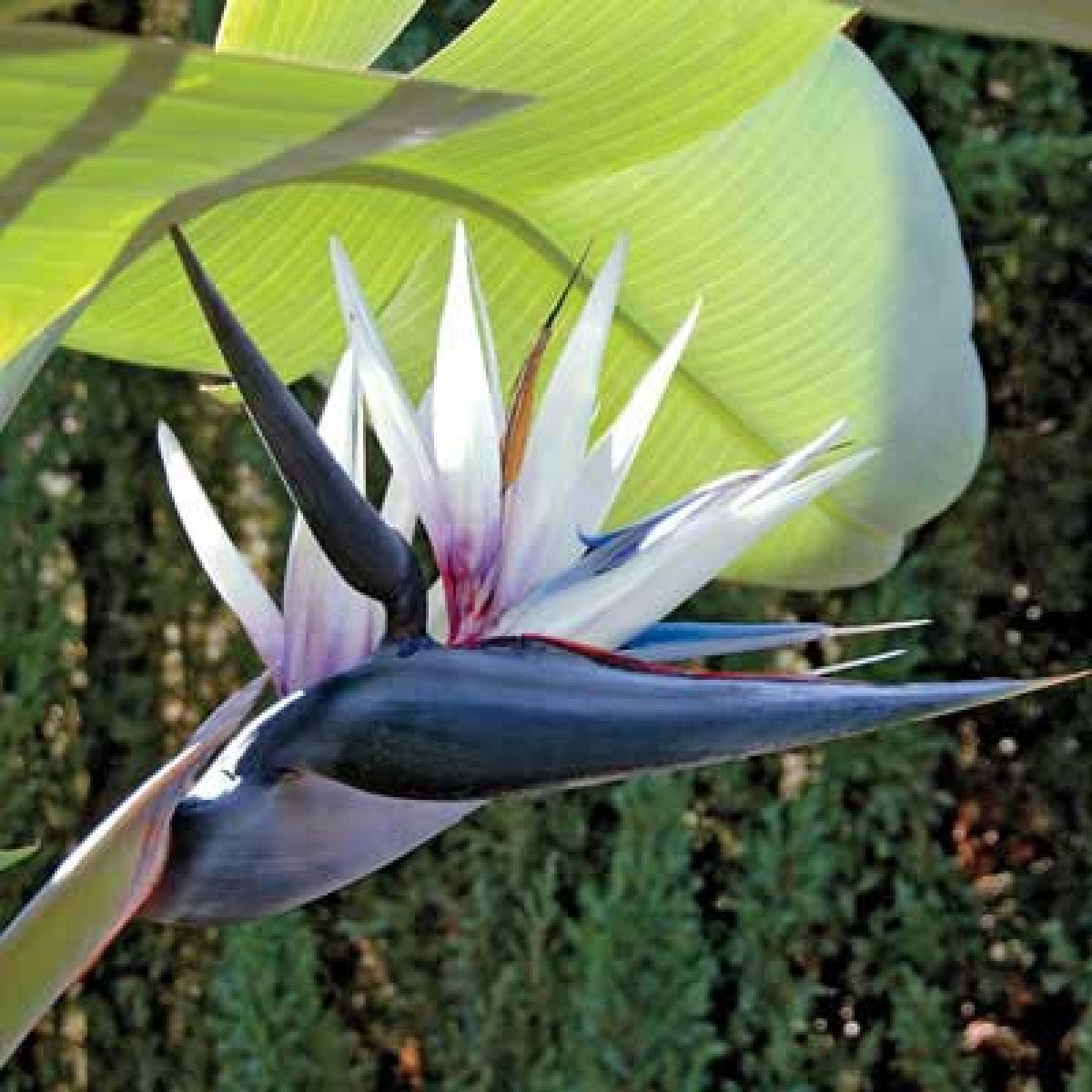 Strelitzia Nicolai 200mm Bird of Paradise
