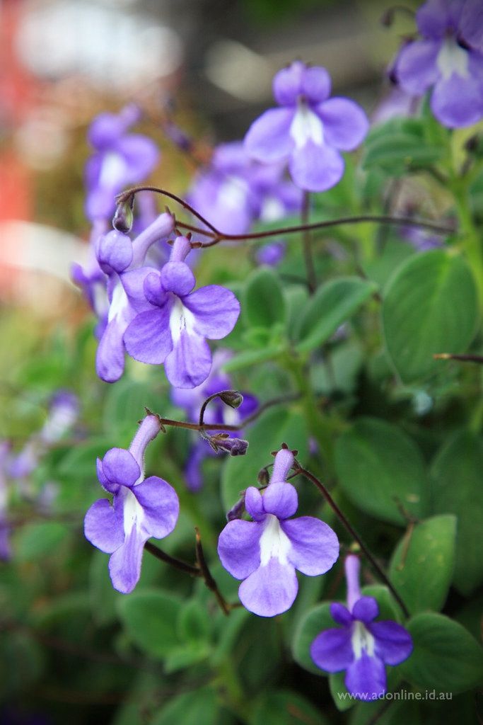 Streptocarpus Caulescens Nodding Violet 150mm