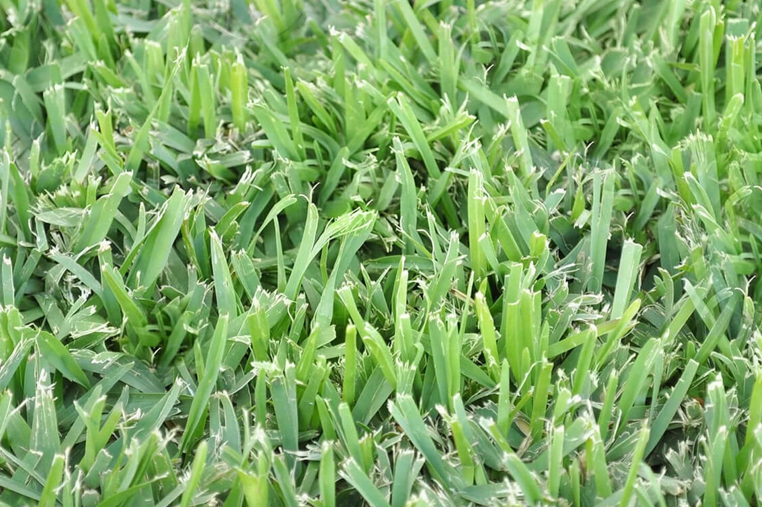 Sir Wally Premium Turf