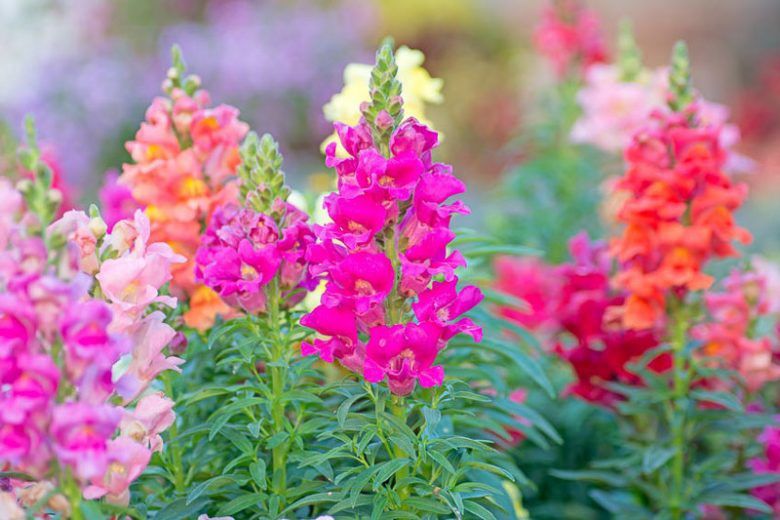 Antirrhium120mm (Snapdragon)