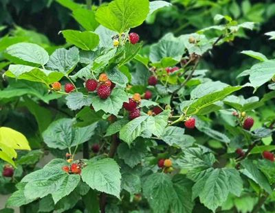 Raspberry Rocket 140mm