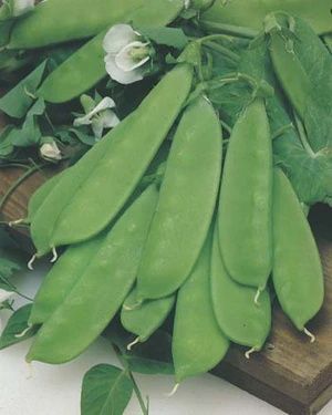 Snow Pea Dwarf - Oregon Dwarf