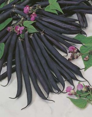 Bean Dwarf - Purple Queen