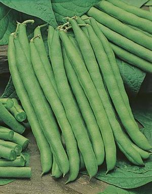 Climbing Bean Blue Lake