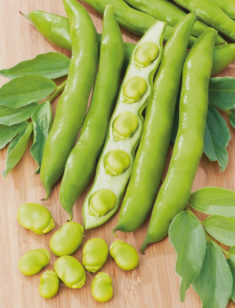 Broad Bean - Early Long Pod