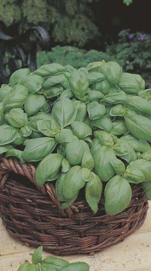 Basil - Sweet