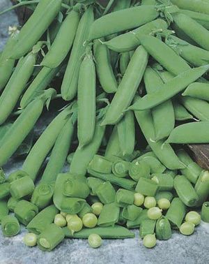 Pea - Sugar Snap