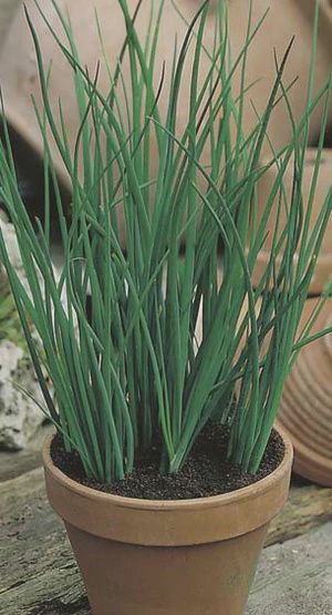 Chives