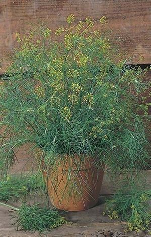 Dill