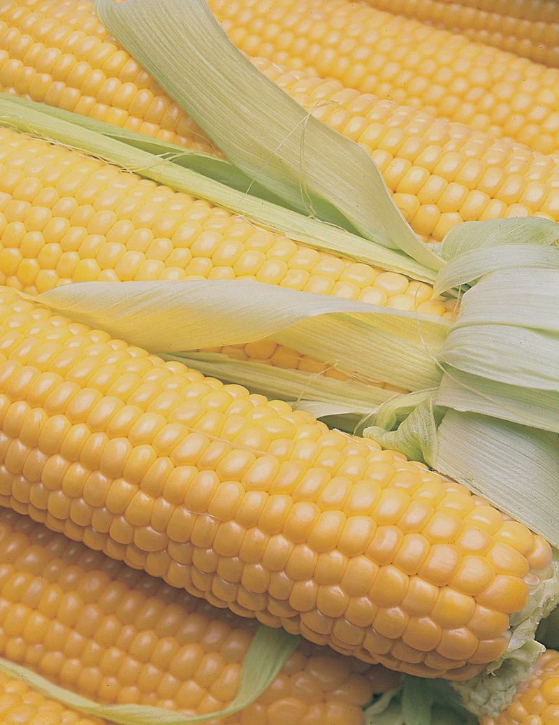 Sweet Corn - Terrific VALUE PACK