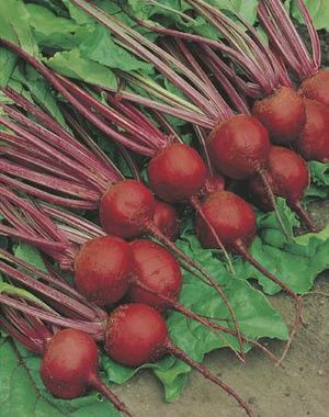Beetroot - Crimson Globe