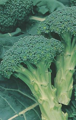 Broccoli -Italian Sprouting