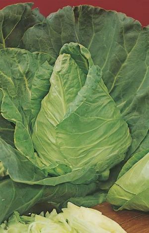 Cabbage Sugarloaf