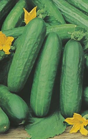 Cucumber - Lebanese