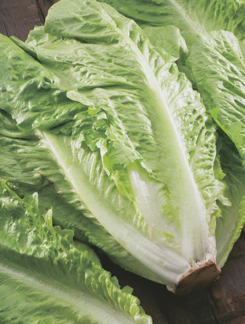 Lettuce -Green Cos