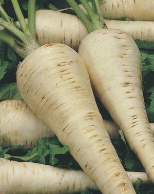 Parsnip - Hollow Crown