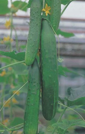Cucumber - Burpless F1