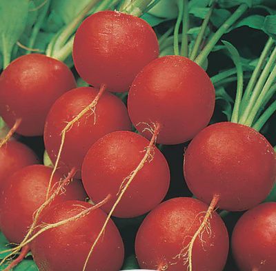 Radish - Scarlet Globe