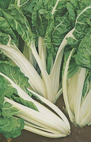 Silver Beet - Fordhook Giant