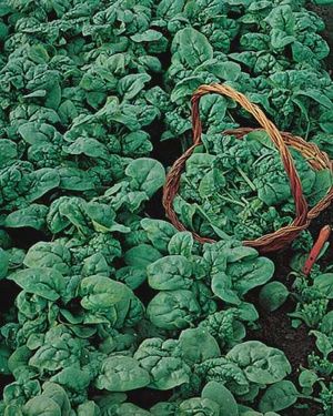 Spinach - Viking
