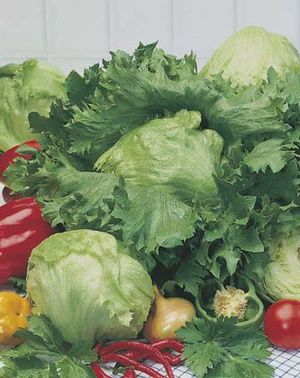 Lettuce - Iceberg