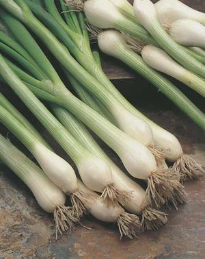 Spring Onion - White Lisbon