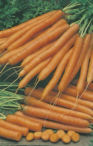Carrot - Baby Pak