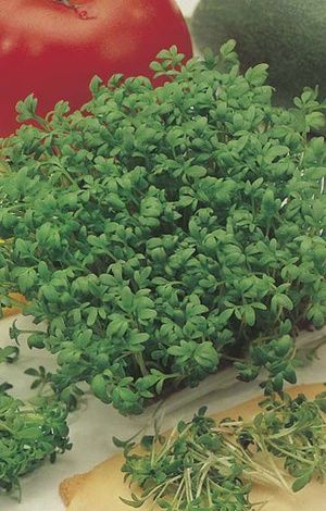 Cress - Fine Curled