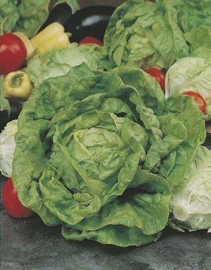 Lettuce - All Year Round