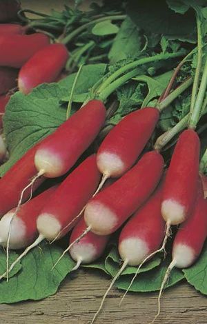 Radish - French Breakfast