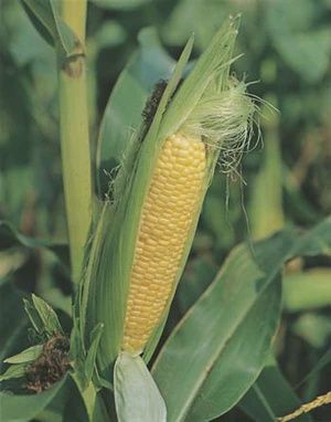 Sweet Corn - Early Extra Sweet