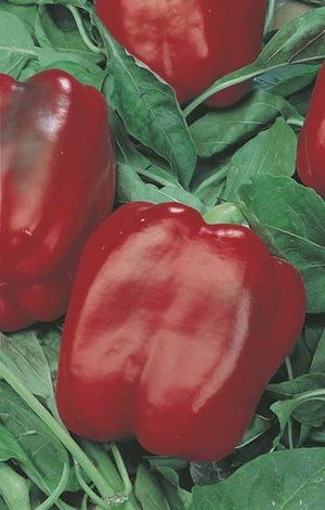 Capsicum - Californian Wonder