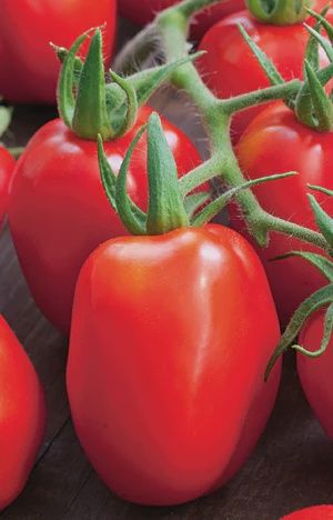 Tomato - Roma VF