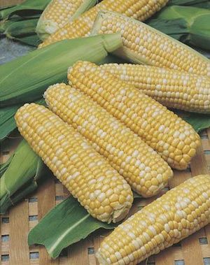 Sweet Corn - Snow Gold Bi-Colour F1