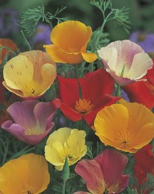Californian Poppy - Single Mixed