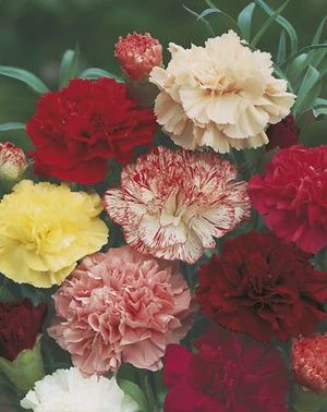 Carnation - Choice Double Mixed