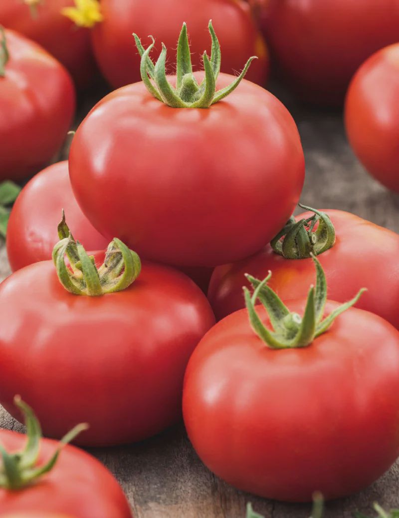 Tomato - Gross Lisse