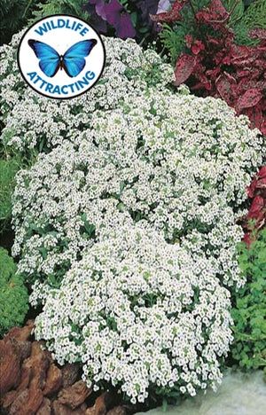 Alyssum - Capet of Snow