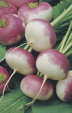 Turnip Early Purple