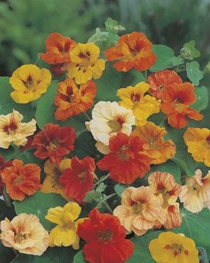 Nasturtium - Jewel Mixed