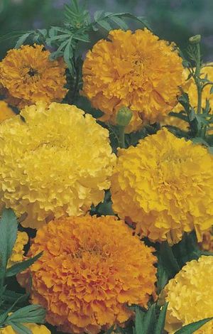Marigold Crackerjack Mixed